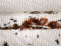Bed Bugs Extermination
